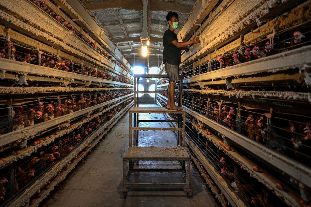 A worker inspects eggs at a poultry farm in Mentakab, Malaysia’s Pahang state. Photo: AFP