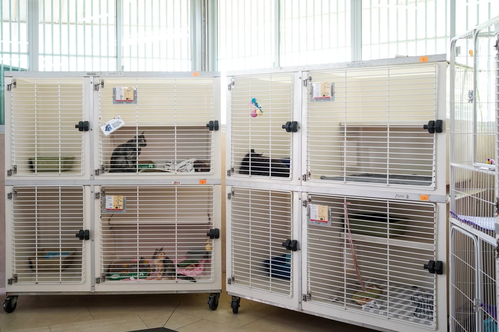 SPCA, which houses about 150 to 200 animals, needs US$3.1 million annually to run its welfare services. Photo: Kolette Lim