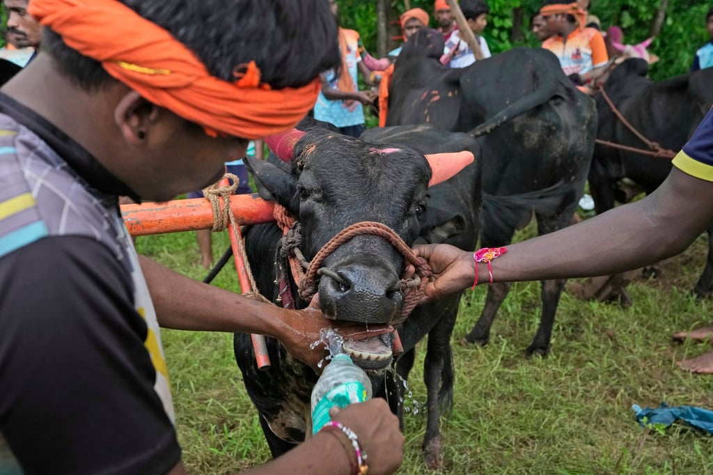 What will your luck be in the Earth Ox month? Photo: AP Photo