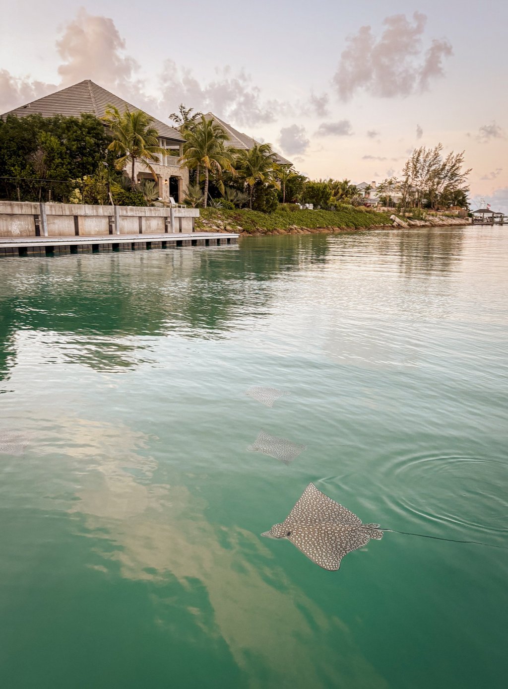 Spotted eagle rays at dawn off Harbour Island. Photo: Tara Loader Wilkinson