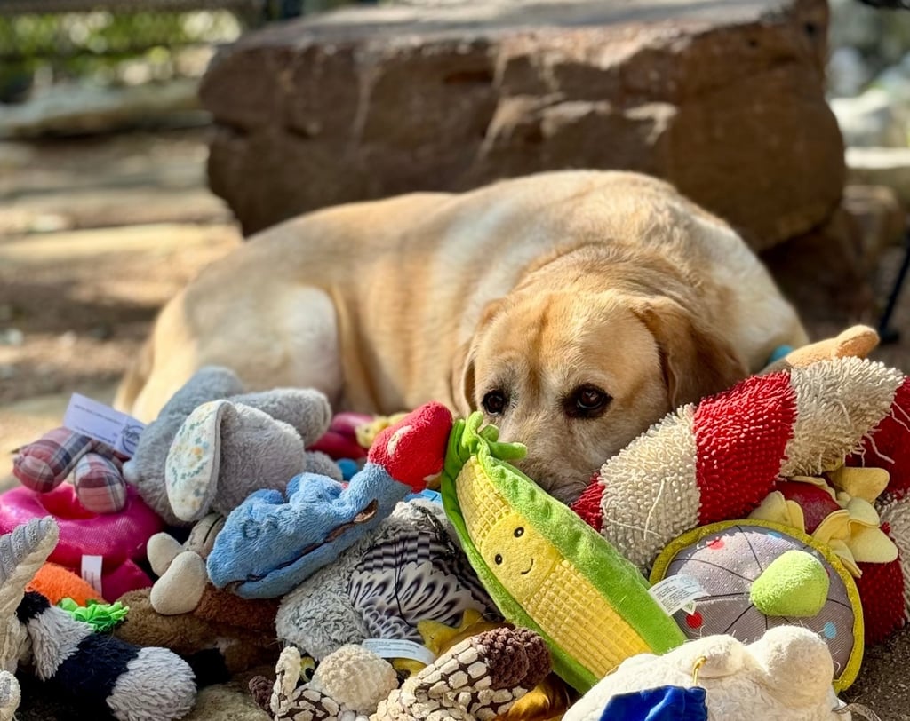 A Labrador named Augie is seen in Texas in 2023. Photo: Don Harvey/Shany Dror via AP