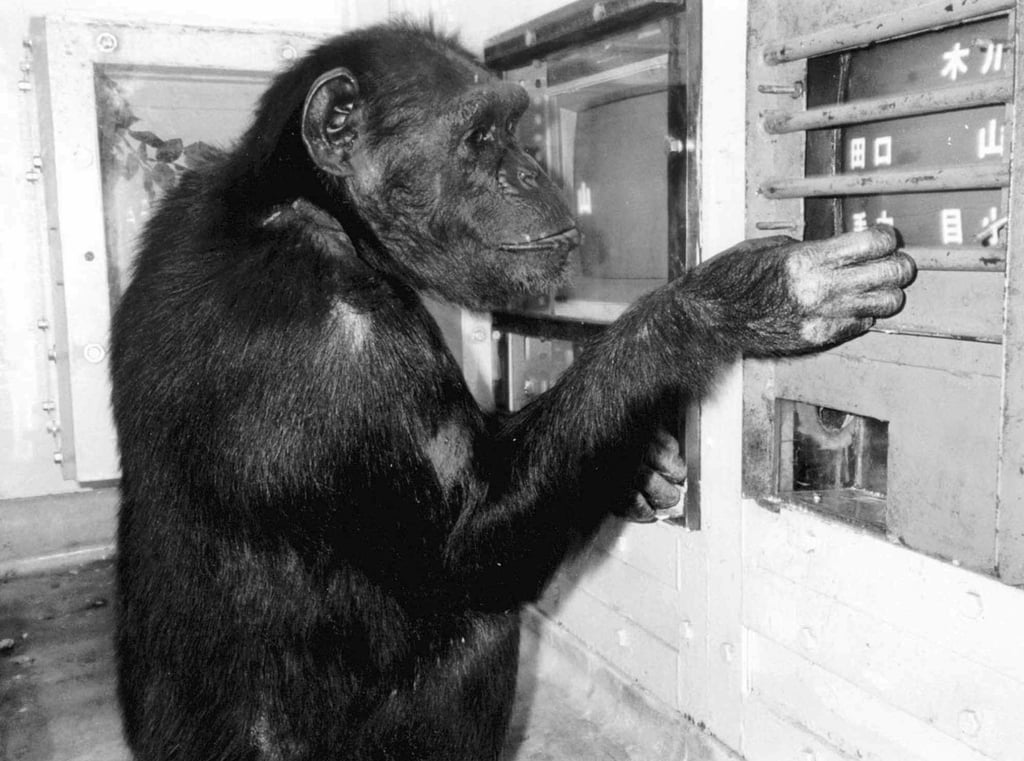 Vdes në moshën 49 vjeçare shimpanzeja që numëronte dhe pikturonte