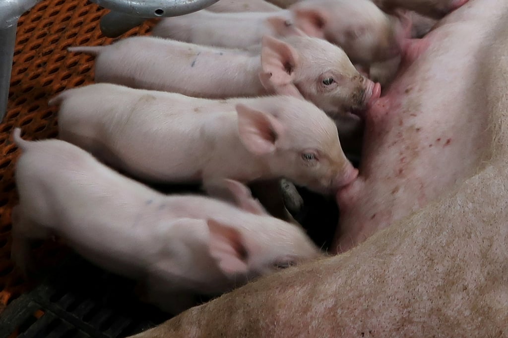 What initially began as a modest invitation from Daidai in a short social media video—calling for help to hold down two pigs for slaughter—quickly escalated into a viral sensation. Photo: Reuters/Thomas Suen