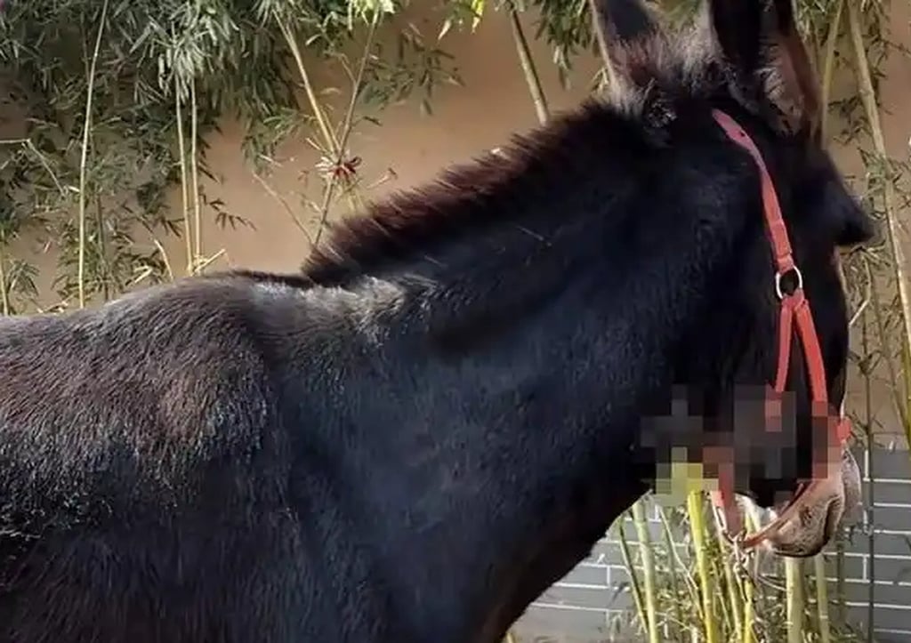 The donkey above commands a daily wage of US$70 to “act” in the miniseries. Photo: Baidu