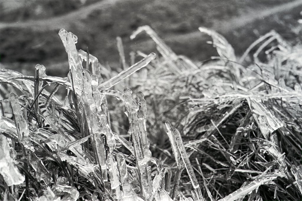 Bushes on Tai Mo Shan are weighed down with hoar frost as temperatures on the mountain plunged below freezing in 1975. Photo: SCMP Archives