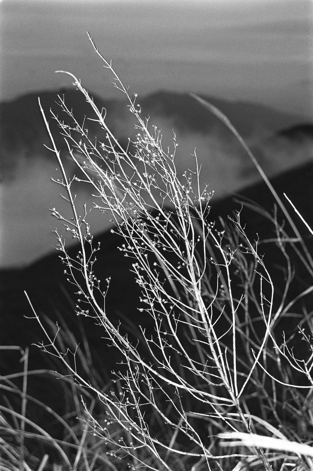 A plant on Tai Mo Shan covered with frost in January 1990. Photo: SCMP Archives