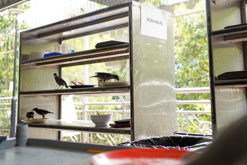 Birds flock to tray return stations and leftover food at Seah Im Food Centre in Singapore despite the installation of anti-bird spikes and netting. Photo: Kolette Lim