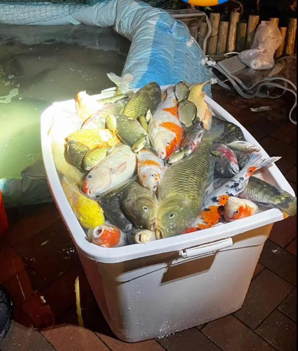 The cleaning contractor removed the fish to facilitate maintenance but allegedly failed to provide a temporary space with adequate aeration. Photo: Hong Kong Pigeon and Dove Rescue