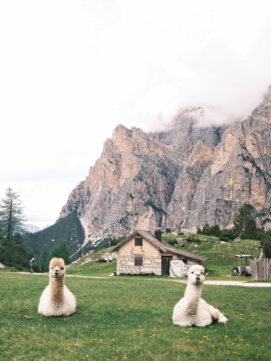 Llamas lounging on a grassy field beside the towering Dolomites mountains, from the new Assouline book Cortina d’Ampezzo. The animals were first brought to Europe from South America in the 1500s. Photo: Handout
