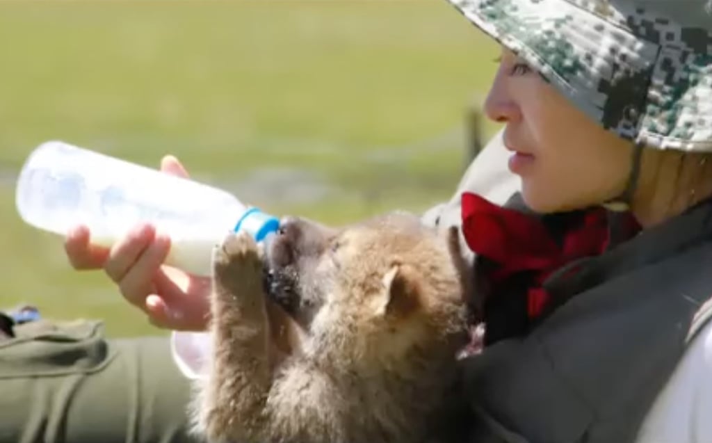 Li Weiyi feeds her beloved wolf cub at the start of their emotional journey together. Photo: Weibo Li Weiyi feeds her beloved wolf cub at the start of their emotional journey together. Photo: Weibo