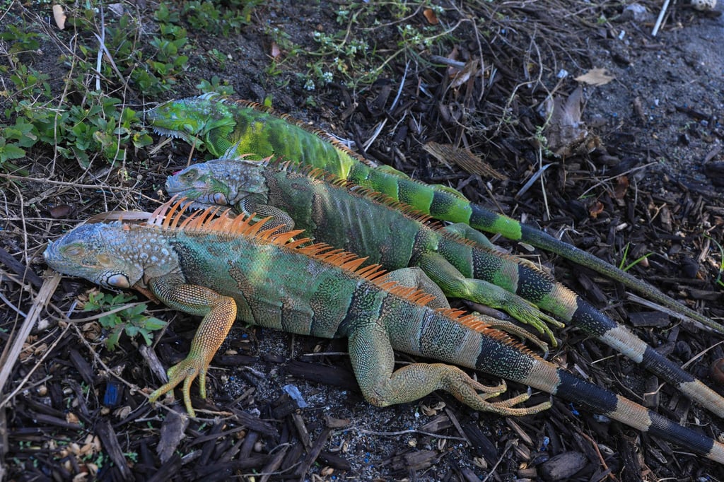 Cold-stunned green iguanas lay on the ground in Miami Beach, Florida. Photo: AFP Cold-stunned green iguanas lay on the ground in Miami Beach, Florida. Photo: AFP