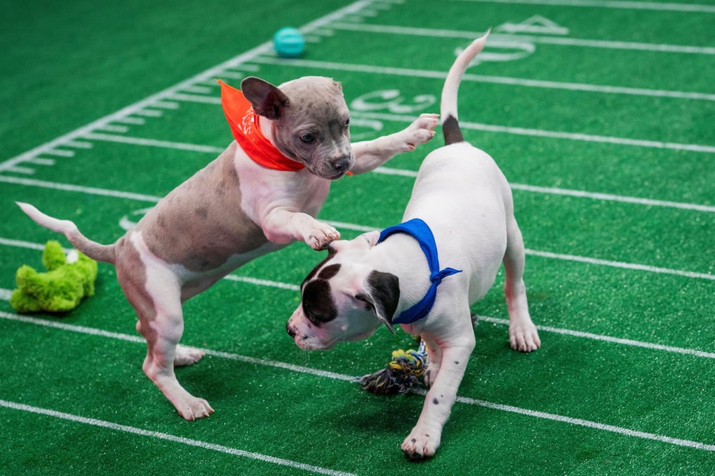 Dogs take part in Puppy Bowl XXII. Photo: AP Dogs take part in Puppy Bowl XXII. Photo: AP