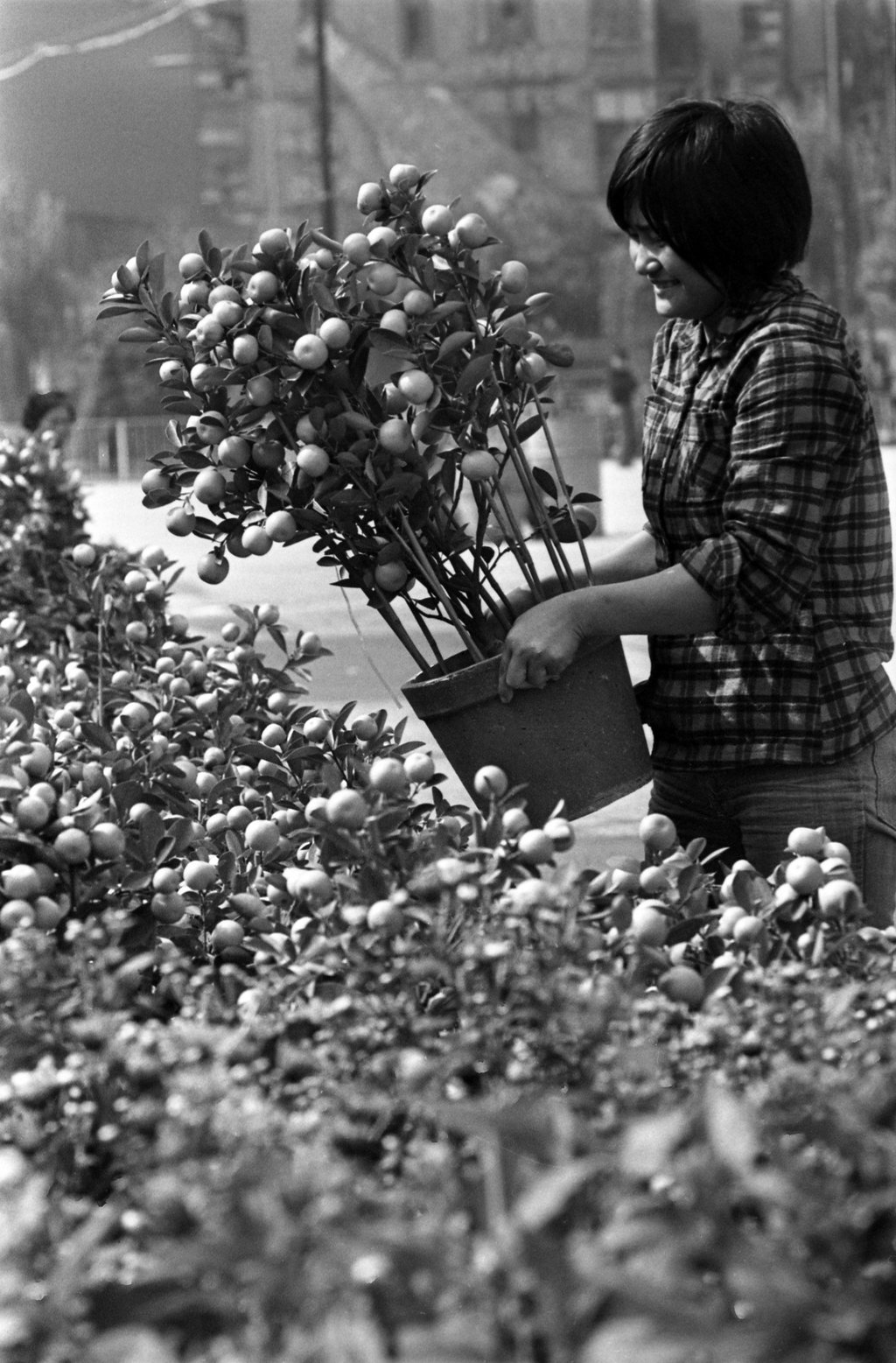 A woman selects a tangerine tree ahead of the Lunar New Year in 1979. Photo: SCMP Archives