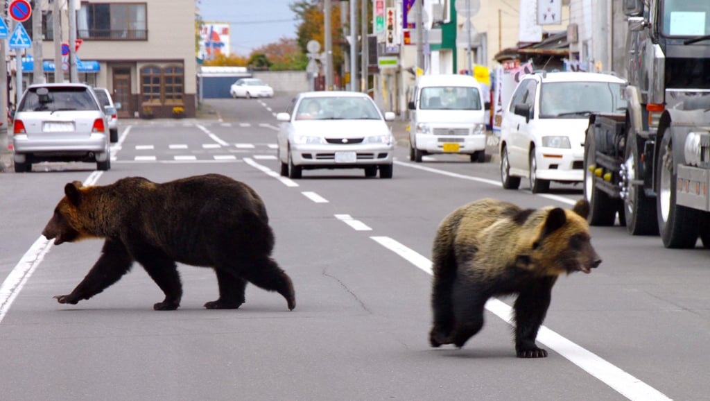 Dois ursos caminham por uma rua da cidade de Shire, na ilha de Hokkaido, no norte do Japão, em 2010. Foto: AFP