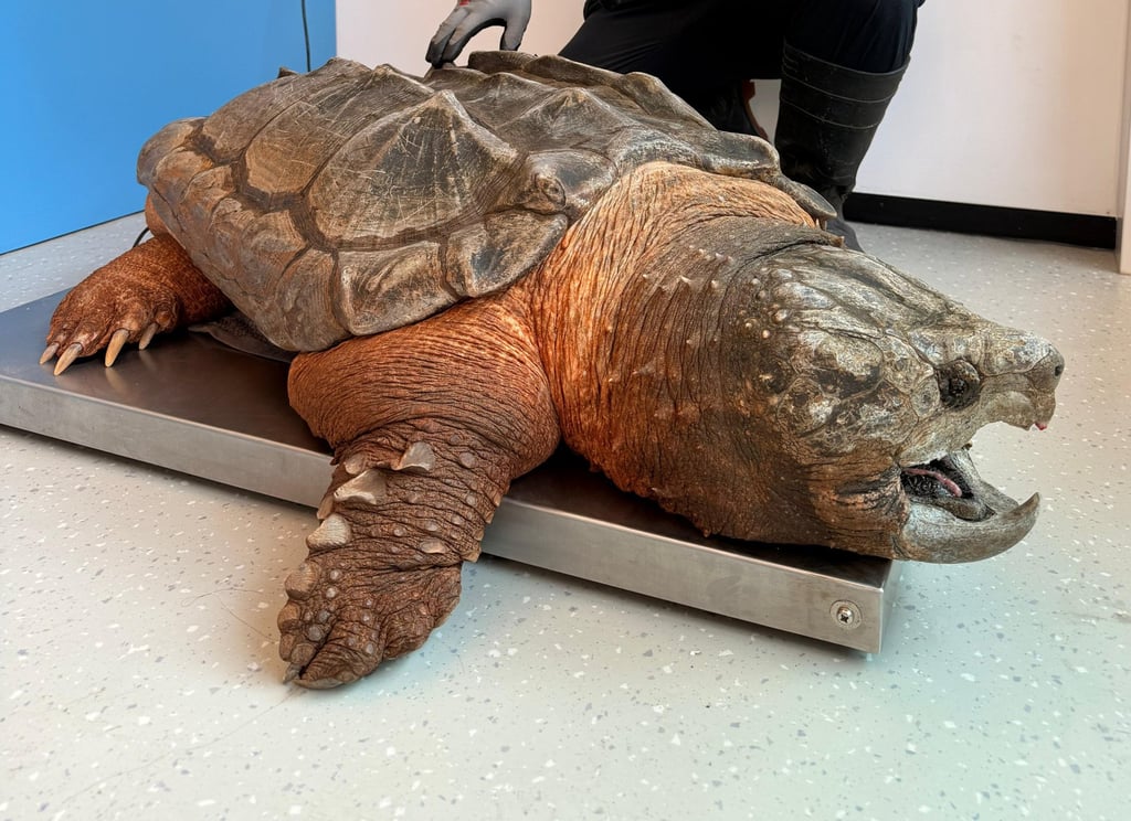 Yoshi the alligator snapping turtle. Photo: Handout