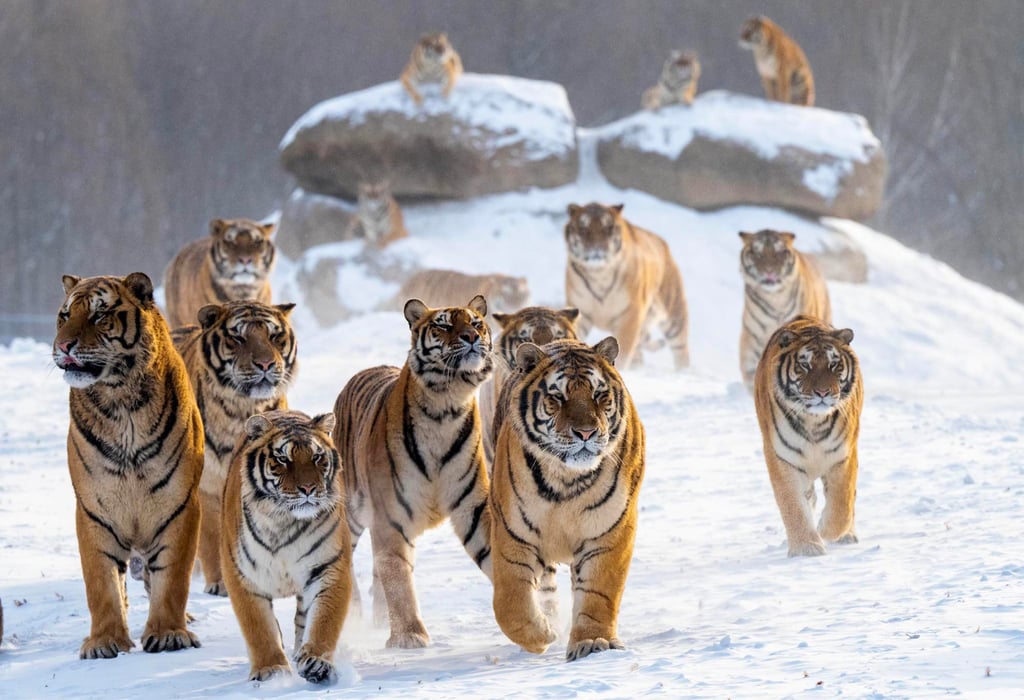 The volatility of the Double Tiger will be tamed by its ally, the Horse. Photo: Xinhua