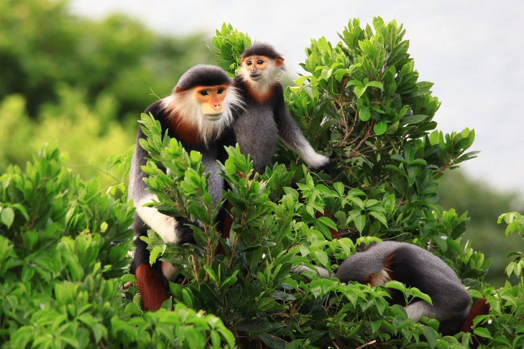 Red-shanked douc langurs at the InterContinental Danang Sun Peninsula Resort. Photo: Handout