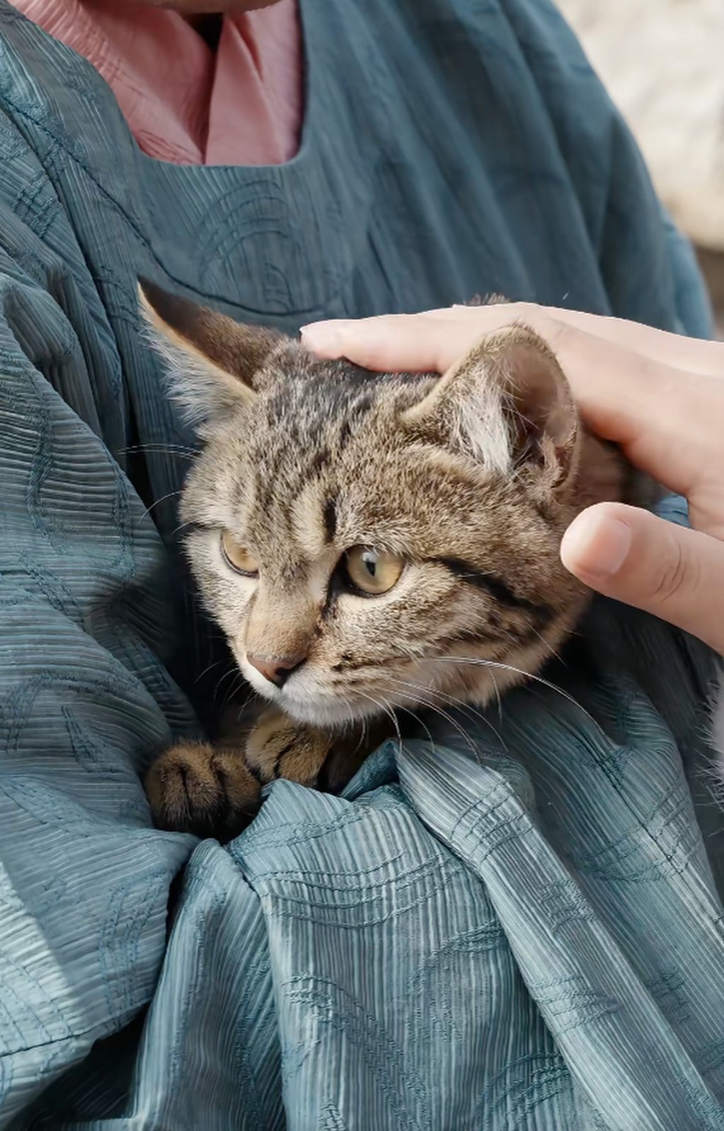 In a recreated scene from ancient times, a man holds a cat as it is stroked. Photo: RedNote In a recreated scene from ancient times, a man holds a cat as it is stroked. Photo: RedNote