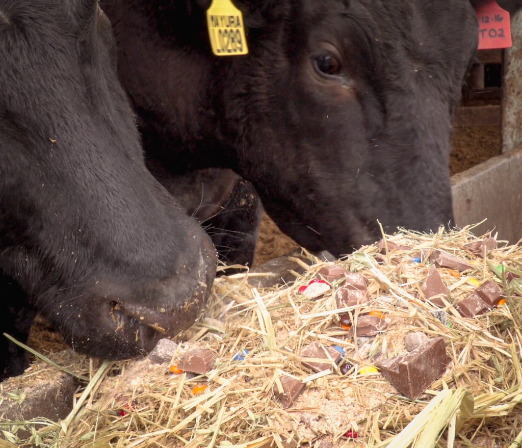 Mayura Station cattle eating their chocolate-laced feed. Photo: courtesy Mayura Station Mayura Station cattle eating their chocolate-laced feed. Photo: courtesy Mayura Station