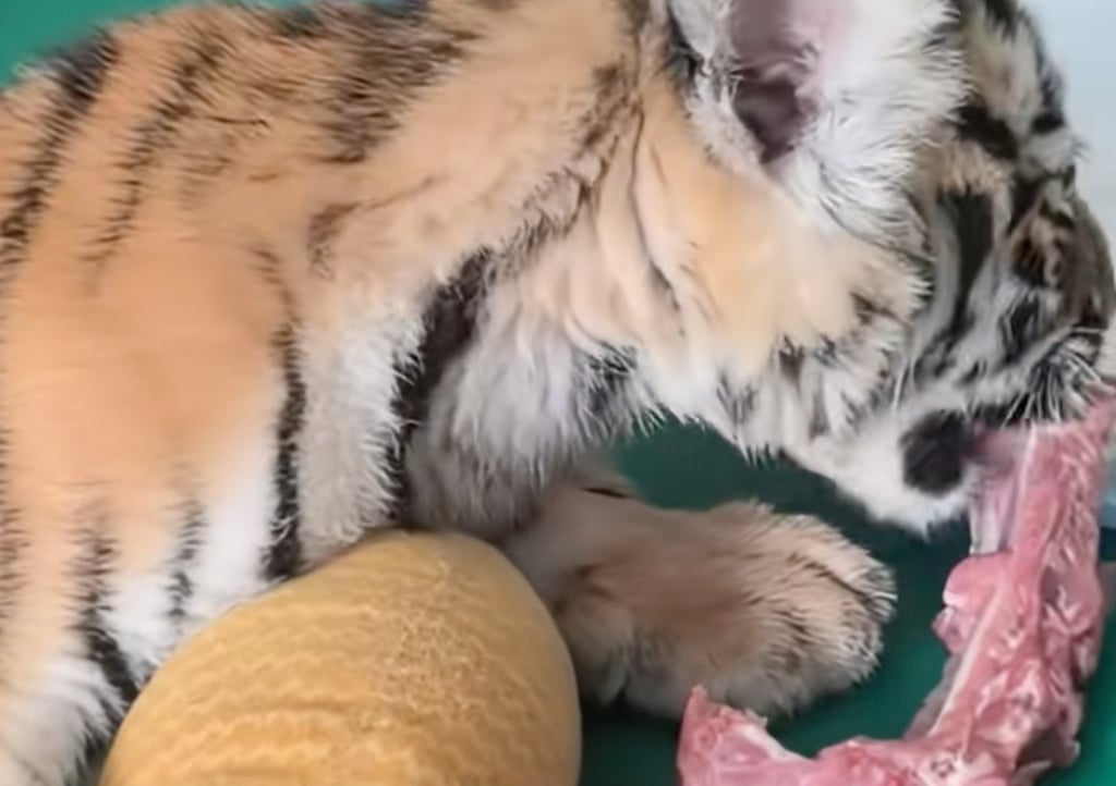 An image from a video shows Nuannuan tucking into a sizeable chunk of meat. Photo: Douyin