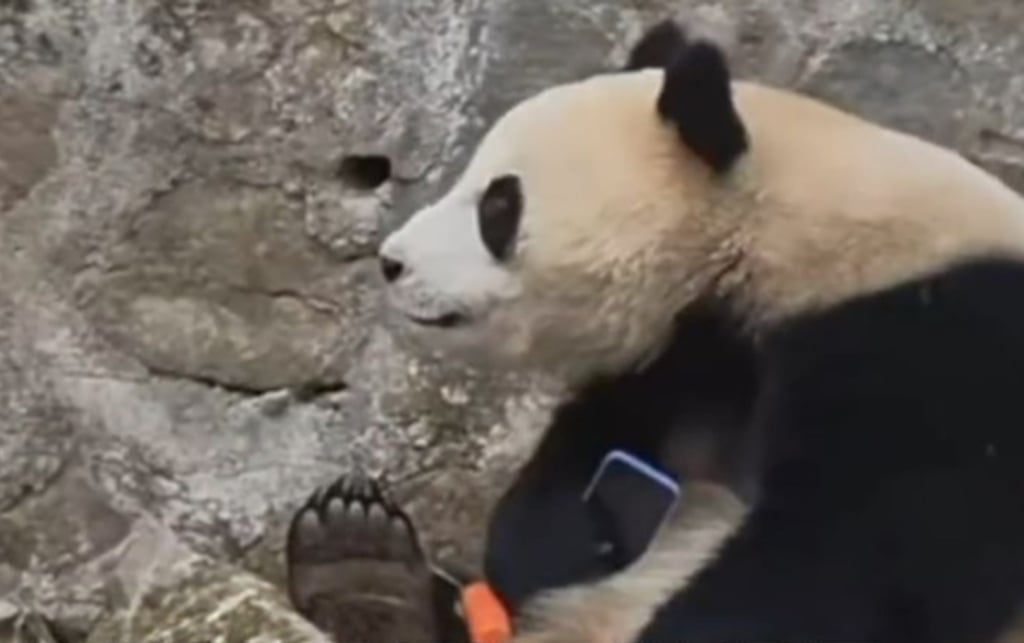 The stubborn panda holds onto the mobile phone after zoo staff threw a carrot into its enclosure in a bid to distract it. Photo: WEVIDEO