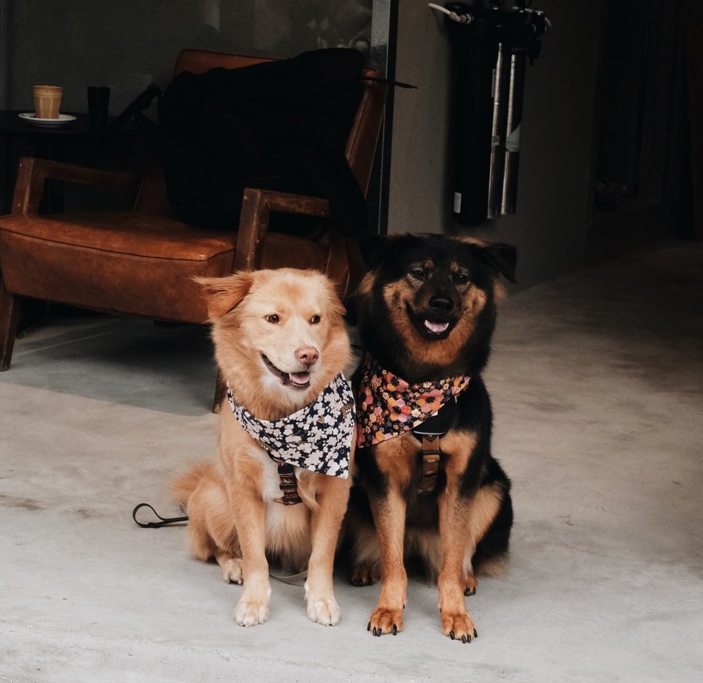 The outer seating at Back To… is perfect for pet owners. Photo: Instagram/f.o.v_