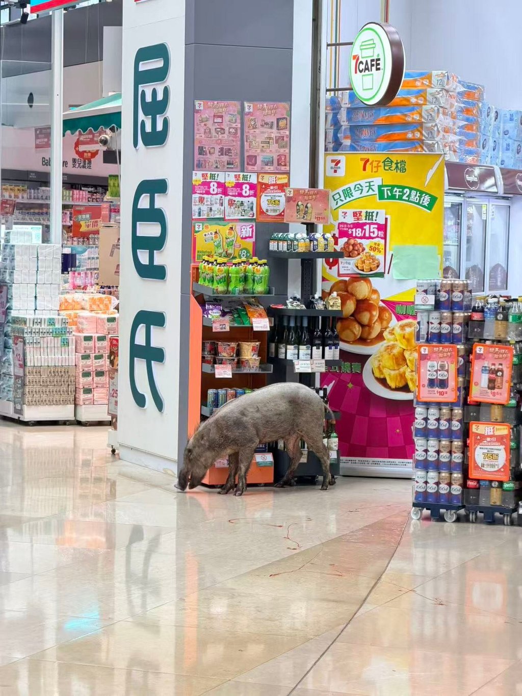 The boar is seen at the Double Cove Place shopping mall near Wu Kai Sha station. Photo: Threads/ _terryyu_ The boar is seen at the Double Cove Place shopping mall near Wu Kai Sha station. Photo: Threads/ _terryyu_