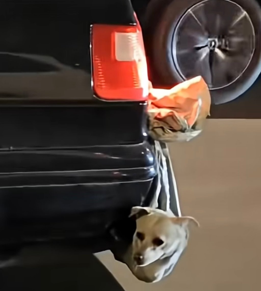 One other pet canine is seen after being shoved right into a safe and slung from the lend a hand of a vehicle. Portray: YouTube