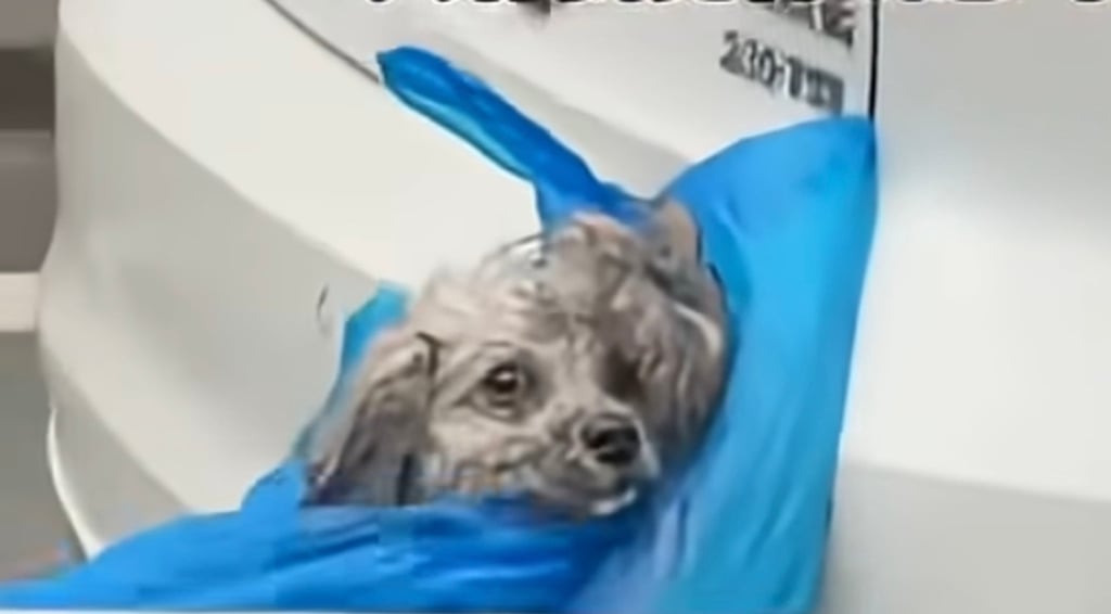 The horrified-having a look animal above used to be effect inner a blue safe and tied to a vehicle. Portray: YouTube