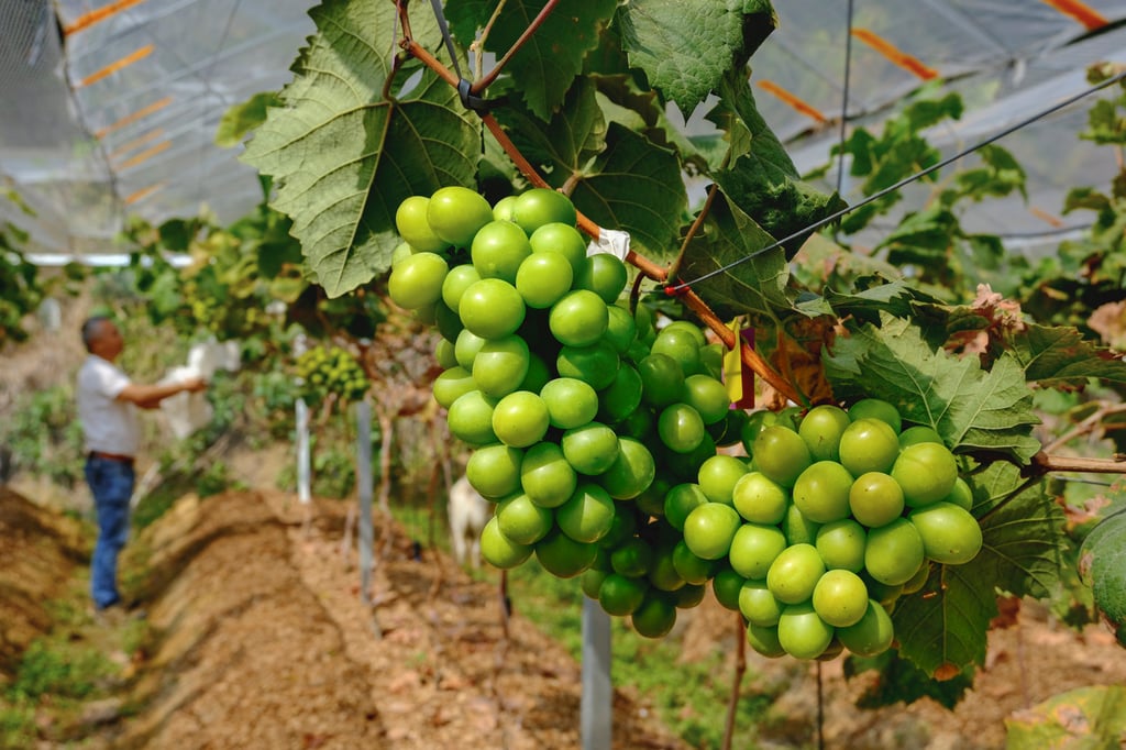 Shine muscat grapes grow at Yan’s Fu Kam Organic Pitaya Farm in Kwu Tung. Photo: Hei Kiu Au.