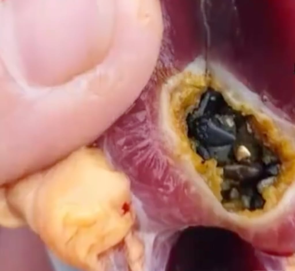 This close-up image shows the tiny particles of gold lodged inside the duck’s stomach. Photo: Handout