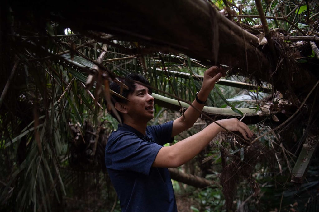 Lucanas looks for cockroaches among the bark of a tree at the tropical rainforest inside the campus of the University of the Philippines in Los Banos town, south of Manila on February 11. Photo: AFP