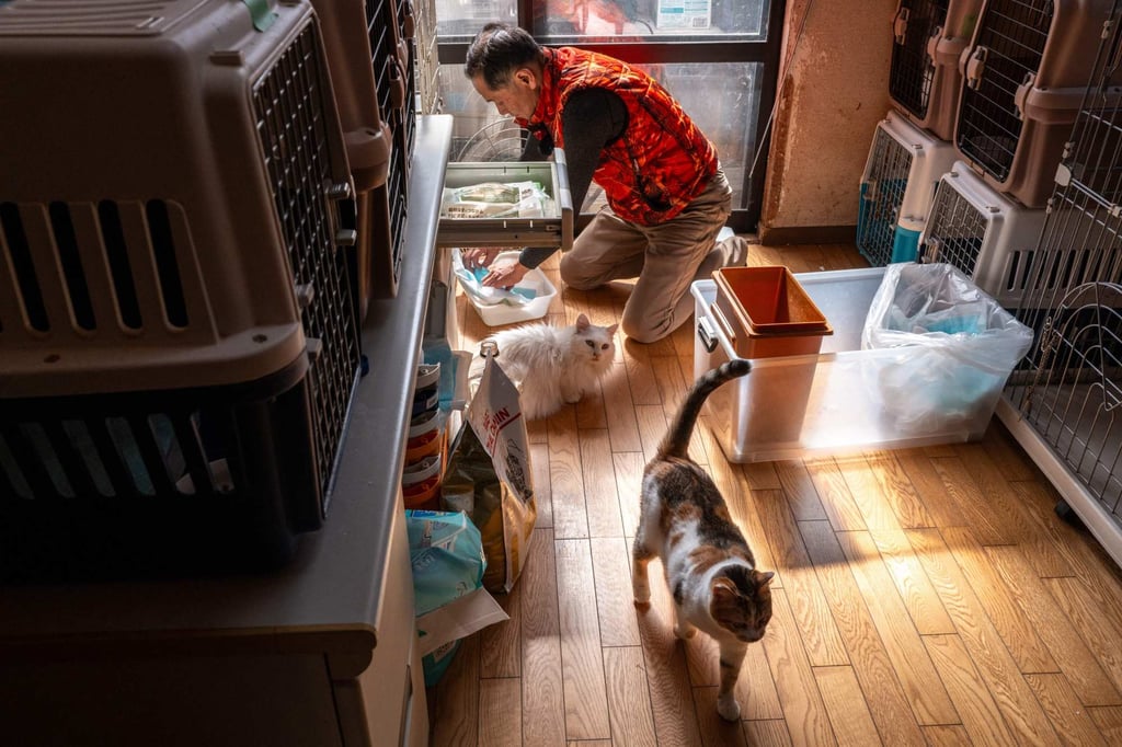 Toru Akama feeds cats at his animal shelter. He currently has 47 felines. Photo: AFP