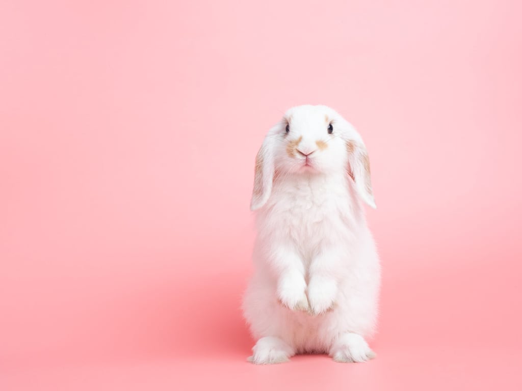 March 6 to April 4 is the month of the Metal Rabbit. Photo: Shutterstock