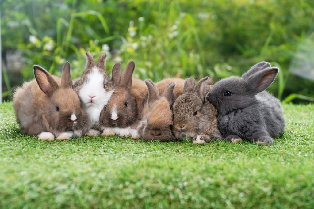 Do you fall under a Rabbit year, month, day or hour?. Photo: Shutterstock