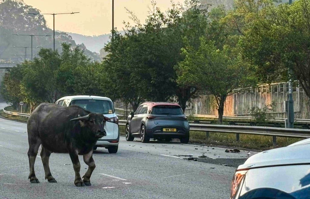 The injured animal strayed onto the highway and wandered among vehicles, causing heavy congestion. Photo: Handout