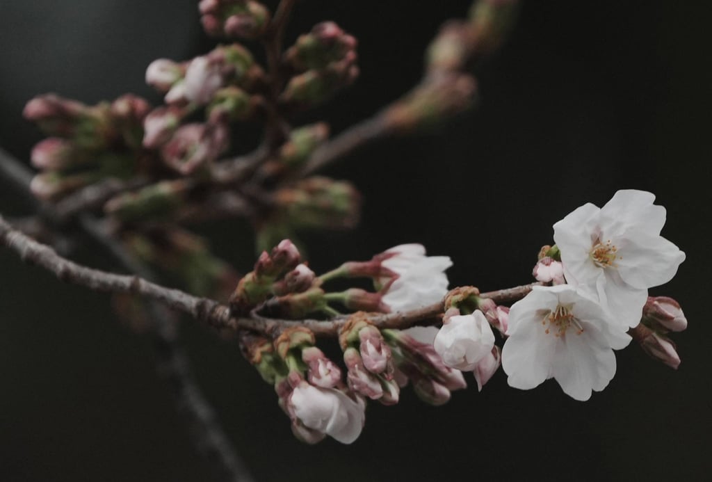 Blossoms and buds from a Somei Yoshino cherry tree at the Yasukuni Shrine used by The Tokyo Regional Headquarters of the Japan Meteorological Agency for phenological observation on Thursday. Photo: AFP