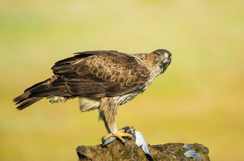 Wildlife researchers are protecting the habitat of the endangered Bonelli’s eagle in Spain using Huawei’s digital monitoring tools as part of the company’s Tech4Nature initiative.