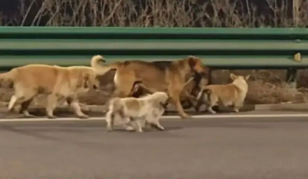 Heartwarming tale of 7 dogs' escape from captivity in China garners 230  million views | South China Morning Post