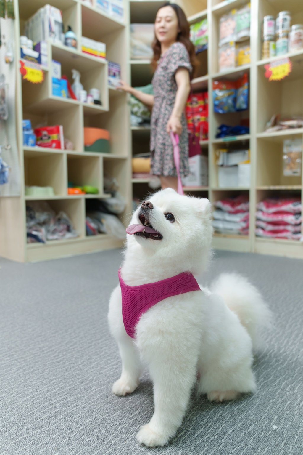 A happy-looking little white dog waits for its next instruction at “school”. Photo: Shutterstock