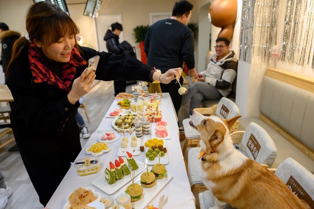 An expectant canine awaits a snack at a pet-friendly restaurant in China. Photo: Getty Images