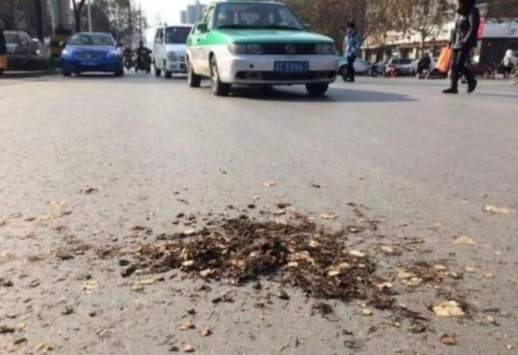 Traditional Chinese medicine leftovers seen scattered on a road in China. Photo: sohu.com