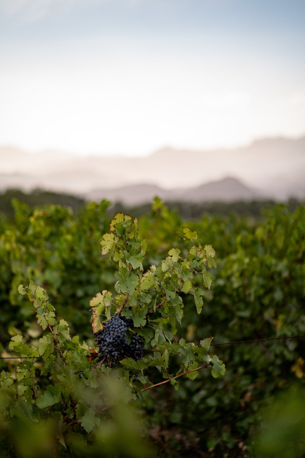 Grapes grow in the shadow of the Helan Mountains near Yinchuan in Ningxia Province, China’s wine region. Photo: Getty