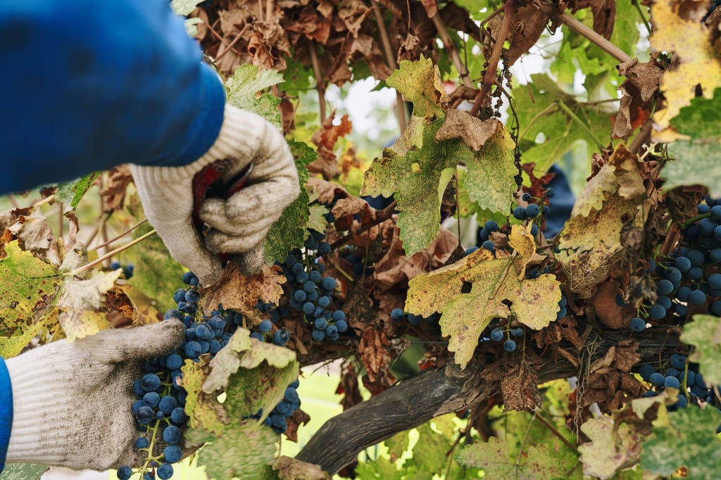 The recent rise of Chinese wines is no surprise to wine lovers and industry experts. Photo: Getty