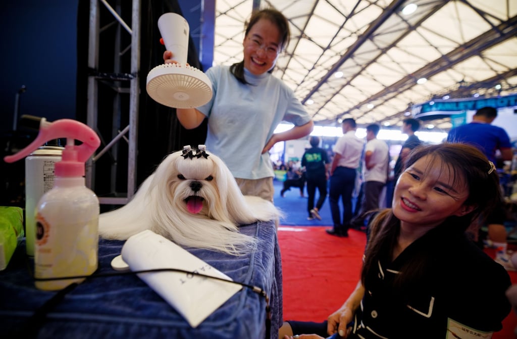The pet industry in China has seen remarkable growth, evolving from a niche market into a vibrant, technologically advanced, and rapidly advancing sector. Photo: EPA/Alex Plavevski