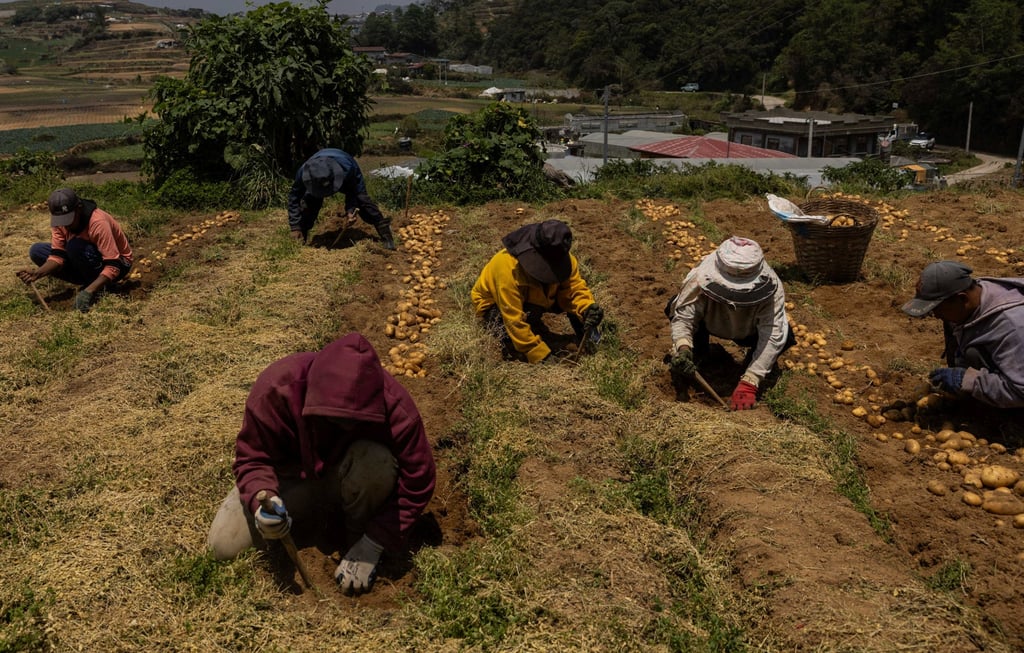 Farmers harvest potatoes at a farm in Atok, Benguet, Philippines, on March 31. Photo: Reuters