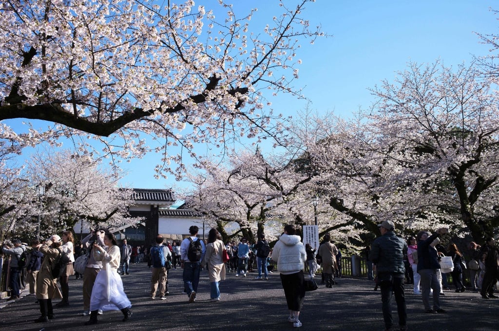 People walk under fully bloomed cherry blossoms at Kitanomaru Park in Tokyo on April 2. Photo: AFP