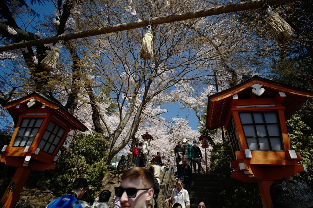 Visitors climb stairs to view the cherry blossom trees with Mount Fuji in the background at Arakurayama Sengen Park in Fujiyoshida, Japan. Photo: AP