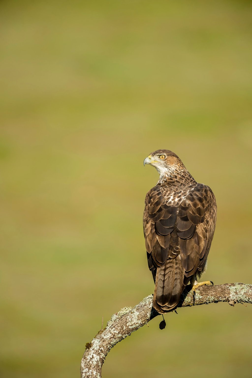 Wildlife researchers are protecting the habitat of the Bonelli’s eagle in Spain using Huawei’s digital monitoring tools as part of the company’s Tech4Nature initiative. Wildlife researchers are protecting the habitat of the Bonelli’s eagle in Spain using Huawei’s digital monitoring tools as part of the company’s Tech4Nature initiative.