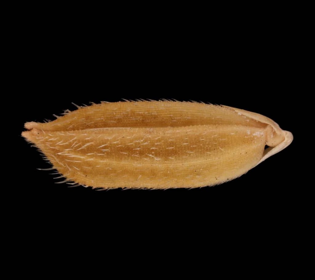 Lo Shu Ngar, or “mouse’s tooth”, is a Hong Kong rice varietal known for its pointed ends. Photo: Instagram/giftfromland